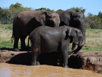 elephant-santuary-plett-Gallery-4