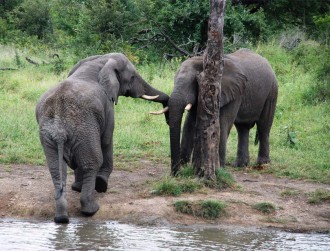 elephant-santuary-plett-Gallery-9