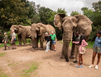 elephant_santuaryplettenbergbay-84008