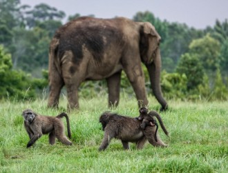 elephant_santuaryplettenbergbay-84010