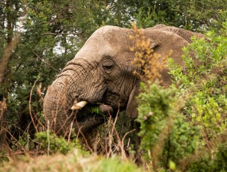 elephant_santuaryplettenbergbay-84011