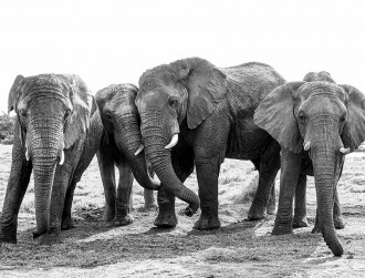 elephant_santuaryplettenbergbay-84015