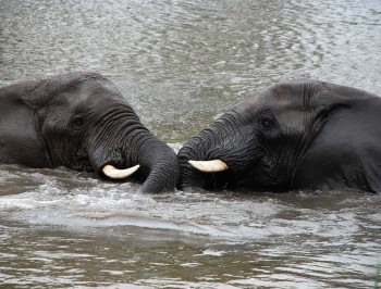 Plett-Elephant-sanctuary-5