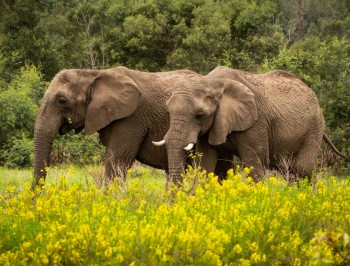 elephant_santuaryplettenbergbay-84012