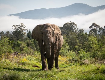 elephant_santuaryplettenbergbay-84013