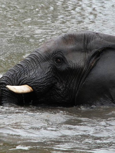 Elephant-sanctuary-plett-4